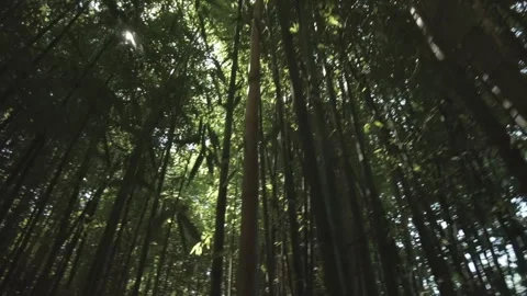 Walk through a bamboo forest and the sun's rays break through the foliage	 Video stock 311929602