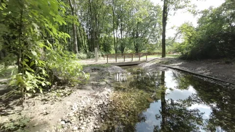 A Walk Through a Beautiful Forest Stock Footage 282801633