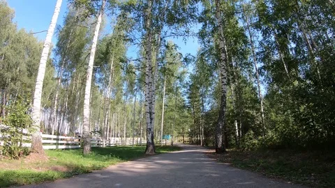 Walk through the beautiful forest. Winding path. 4k. Timelapse Stock Footage 122804430