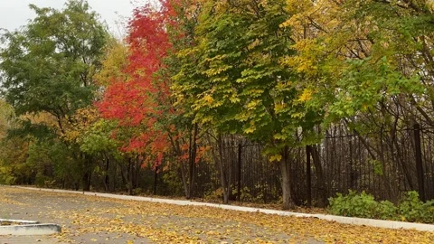 Walk through the beautiful park in fall season. Bright autumn trees with falling Stock Footage 346720840
