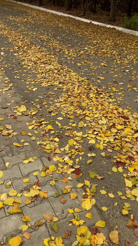 Walk through the beautiful park in fall season. Bright autumn trees with falling Video stock 346721393