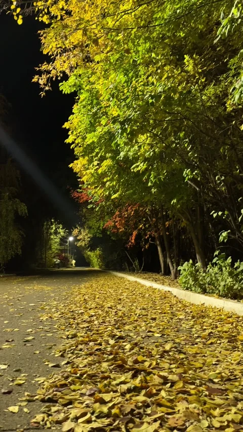 Walk through the beautiful park in fall season. Bright autumn trees with falling 库存影片 346721412