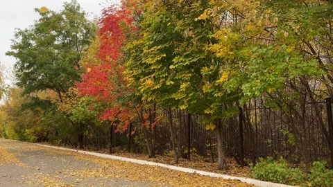 Walk through the beautiful park in fall season. Bright autumn trees with falling Vídeo Stock 346721555