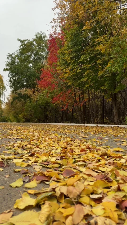 Walk through the beautiful park in fall season. Bright autumn trees with falling Vídeo Stock 346721710
