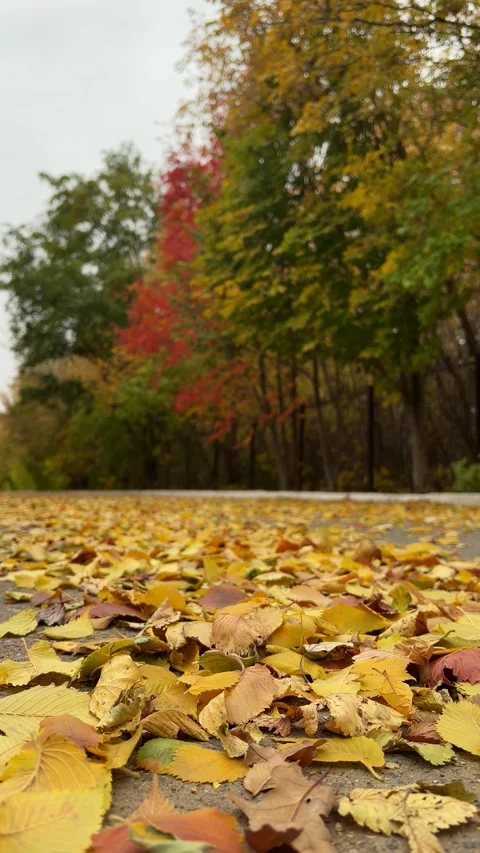 Walk through the beautiful park in fall season. Bright autumn trees with falling Video stock 346721820