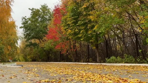 Walk through the beautiful park in fall season. Bright autumn trees with falling Stock Footage 346721953