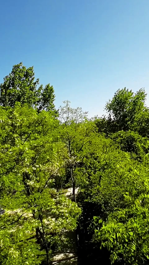 A Walk Through a Beautiful Park Stock Footage 280875143