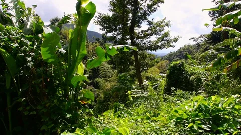 A walk through a beautiful rainforest Stock Footage 128151553