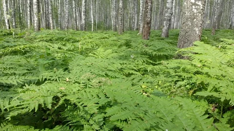Walk through the birch forest. Camera movement with walking sensations Stock Footage 113178608