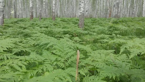 Walk through the birch forest. Camera movement with walking sensations Stock Footage 113178614