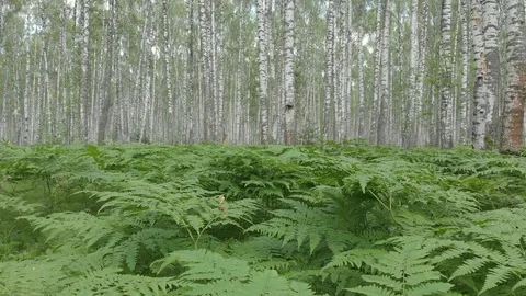 Walk through the birch forest. Camera movement with walking sensations Stock Footage 113178695