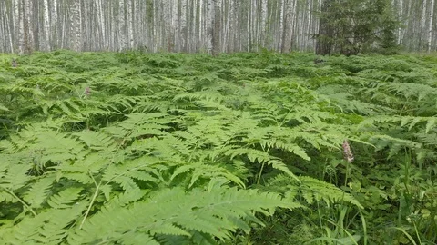 Walk through the birch forest. Camera movement with walking sensations Stock Footage 113178696