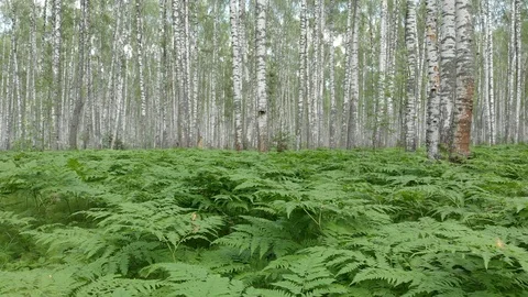 Walk through the birch forest. Camera movement with walking sensations Stock Footage 113178705
