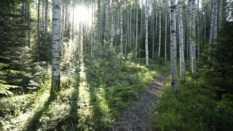 Walk through Birch Trees Forest Path during Sunset 스톡 동영상 131037858