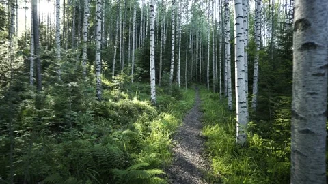 Walk through Birch Trees Forest Path during Sunset 스톡 동영상 131038226