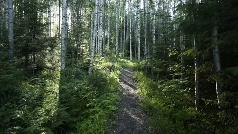 Walk through Birch Trees Forest Path during Sunset 스톡 동영상 131038508