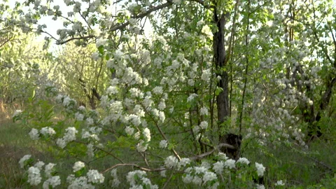 Walk through the blooming apple orchard. View of the tree from the bottom up. Stock-Footage 130477696