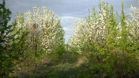 Walk through the blooming apple orchard. Alley of trees. Stock-Footage 130479828