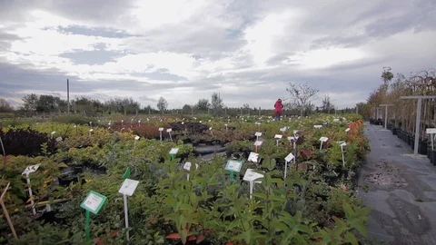 Walk through the botanic garden from the first person Stock Footage 122818201