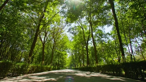 Walk through the boulevard and the sun shines through the trees Stock Footage 233804232