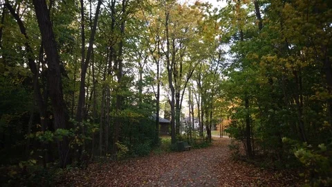 Walk Through Cap St-Jacques Forest During Autumn Stock Footage 85042121