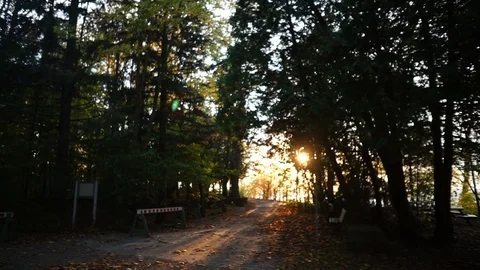 Walk Through Cap St-Jacques Forest During Autumn Stock Footage 85042781