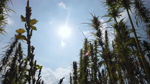 Walk Through CBD Hemp Plants Back Lite By Sun On Blue Sunny Day Stock Footage 199229610