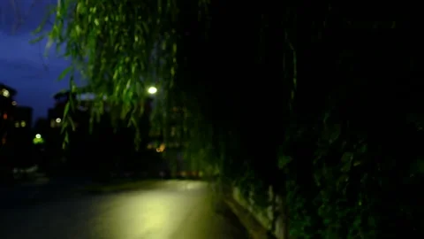 Walk through the city, through willow foliage, night view Stock Footage 280110806