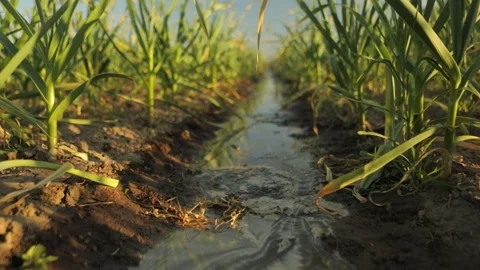 A walk-through close-up of a garlic field while it's being irrigated Stock Footage 132129766