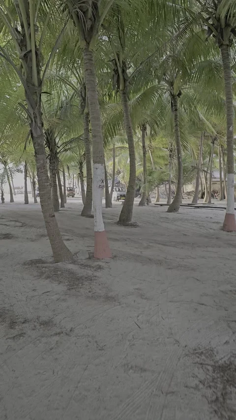 A walk through coconut farm Stock Footage 288555877