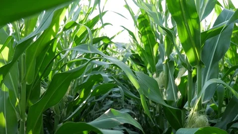 Walk through corn field Stock Footage 77647116