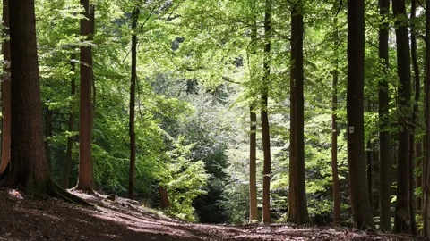 A walk through a deciduous forest of beech and oak trees Stock Footage 346221223