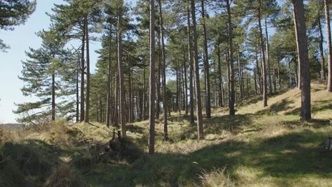 Walk through the dunes Stockbeeldmateriaal 237754190
