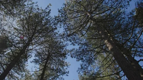 Walk through dunes looking up Stockbeeldmateriaal 237754306