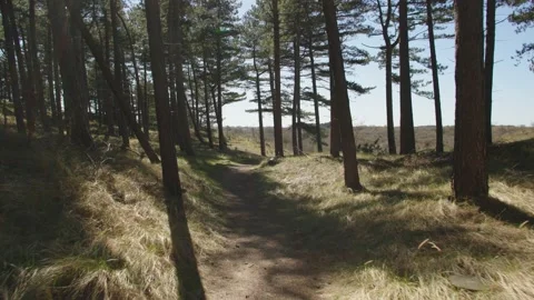 Walk through the dunes with trees Stockbeeldmateriaal 237754250
