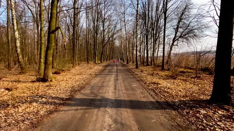 Walk through early spring forest in Poland. Stock Footage 171994351
