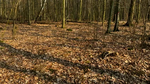 Walk through early spring forest in Poland. Stock Footage 171994527