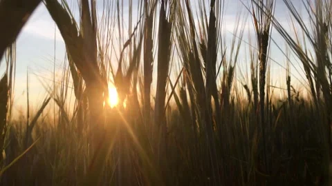 Walk through ears of wheat at sunset 库存影片 157097791