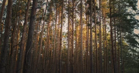 Walk through empty forest in sunrise light background. Beautiful forest nature Stock Footage 271730986