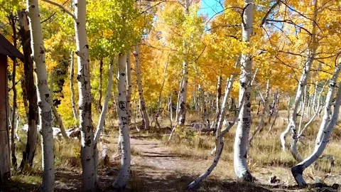 Walk through Fall Colors at Lake Tahoe 10-08-22 Video stock 218324027