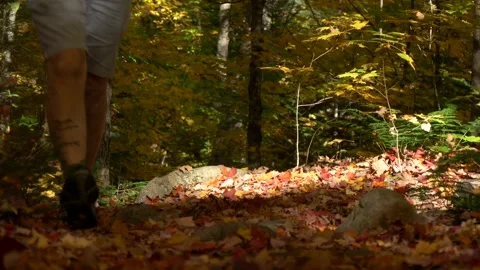 Walk through fall forest Stock Footage 159203636