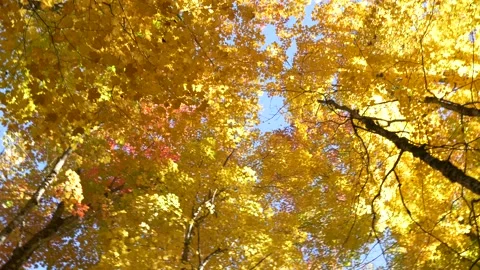 Walk through fall forest Stock Footage 159203886