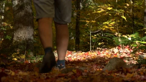 Walk through fall forest Stock Footage 159203923