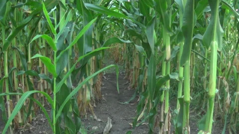 Walk through a field of corn in the summer Vídeo Stock 138015770