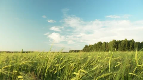 A walk through a field or meadow in the evening sun at sunset. Calmness Stock Footage 158218897