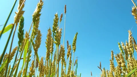 Walk through a field or meadow under the bright rays of the daytime sun.Calmness Stock Footage 160238661