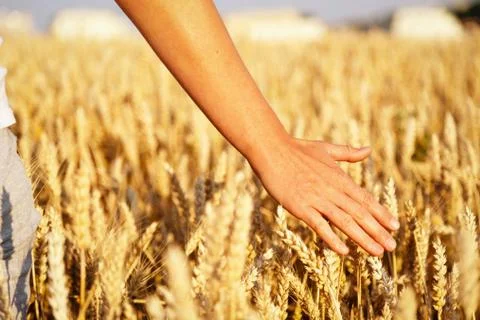Walk through a field of wheat Stock Photos
