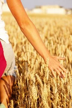 Walk through a field of wheat Stock Photos