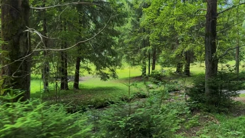 Walk Through Forest Alongside a Small Stream in Summer Light with Side View Stock Footage 312896891