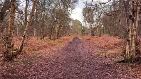 Walk through the forest, bare and dead foliage Stock Footage 329177075